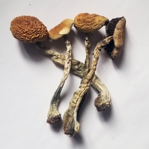 B+ Mushrooms